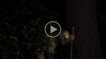 AL_DortchDESIGNS_S05_VA_Bodypaint+Video_Pure-Gilded_InTheDark_12s_720h